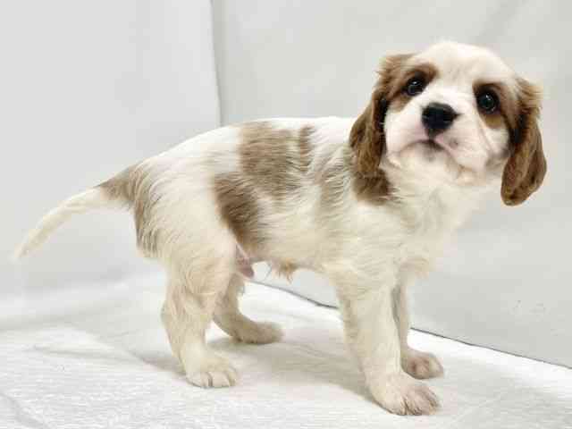 高知県のキャバリアキングチャールズスパニエル (ひごペットフレンドリーイオンモール高知店/2025年8月23日生まれ/男の子/ブレンハイム)の子犬の3枚目の画像