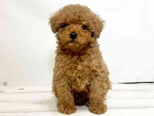 和歌山県のトイプードル(トイ) (ひごペットフレンドリーパームシティ和歌山店/2025年8月23日生まれ/男の子/レッド)の子犬の3枚目の画像