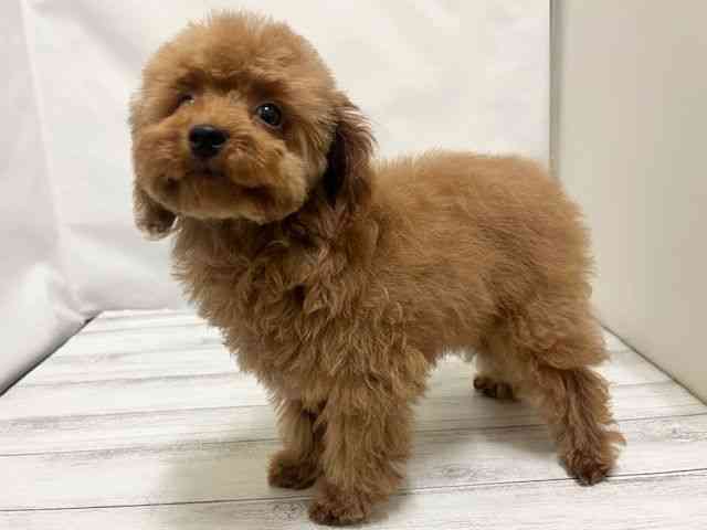 和歌山県のトイプードル(トイ) (ひごペットフレンドリーパームシティ和歌山店/2025年8月23日生まれ/男の子/レッド)の子犬の3枚目の画像