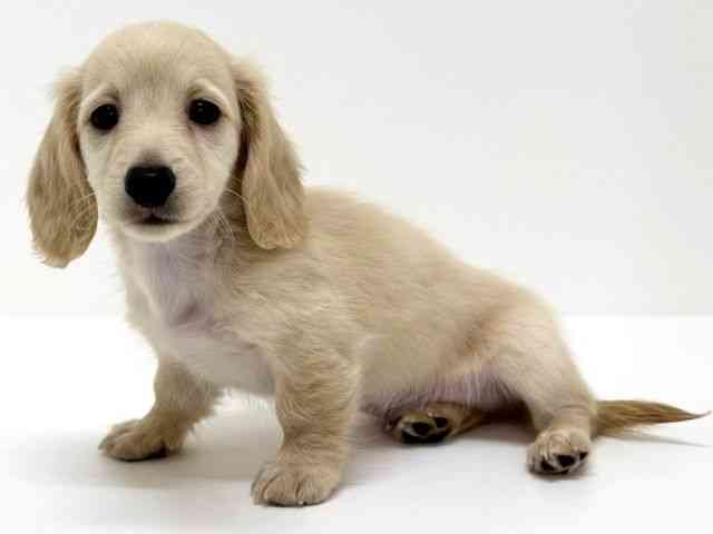 大阪府のミニチュアダックスフンド(ロング) (ひごペットフレンドリーくずはモール店/2025年8月21日生まれ/男の子/イエロー)の子犬の3枚目の画像