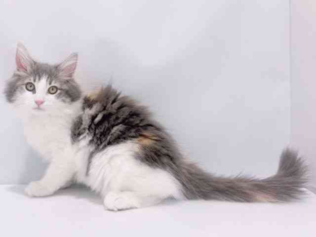 大阪府のサイベリアン (ひごペットフレンドリーイズミヤショッピングセンター千里丘店/2025年8月24日生まれ/女の子/ブルーパッチドタビーホワイト)の子猫の3枚目の画像