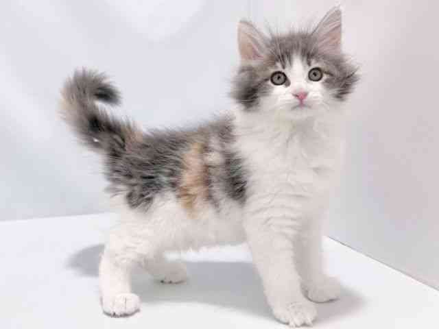 大阪府のサイベリアン (ひごペットフレンドリーイズミヤショッピングセンター千里丘店/2025年8月24日生まれ/女の子/ブルーパッチドタビーホワイト)の子猫の3枚目の画像