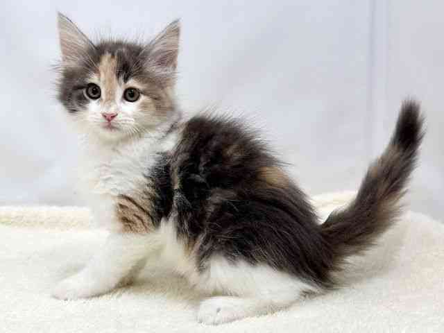 広島県のサイベリアン (ひごペットフレンドリーゆめタウン廿日市店/2025年8月24日生まれ/女の子/ブルーパッチドタビーホワイト)の子猫の3枚目の画像