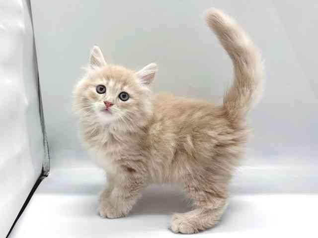 京都府のサイベリアン (ひごペットフレンドリー京都店/2025年8月24日生まれ/男の子/クリームタビー)の子猫の3枚目の画像