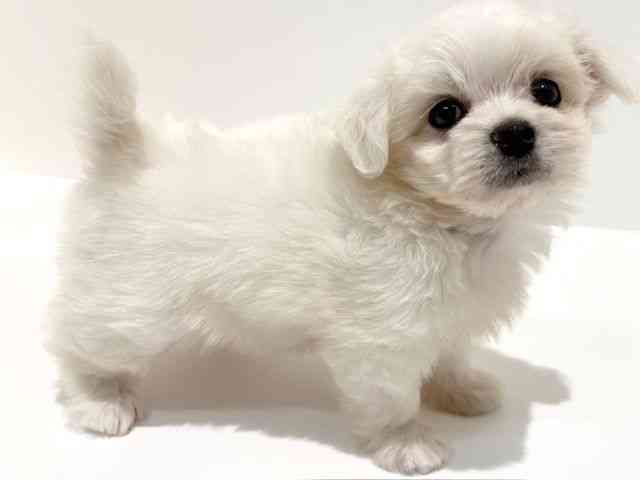 大阪府のチワマル/マルチワ(チワワ×マルチーズ) (ひごペットフレンドリーイオン高槻店/2025年7月23日生まれ/女の子/クリーム)の子犬の3枚目の画像