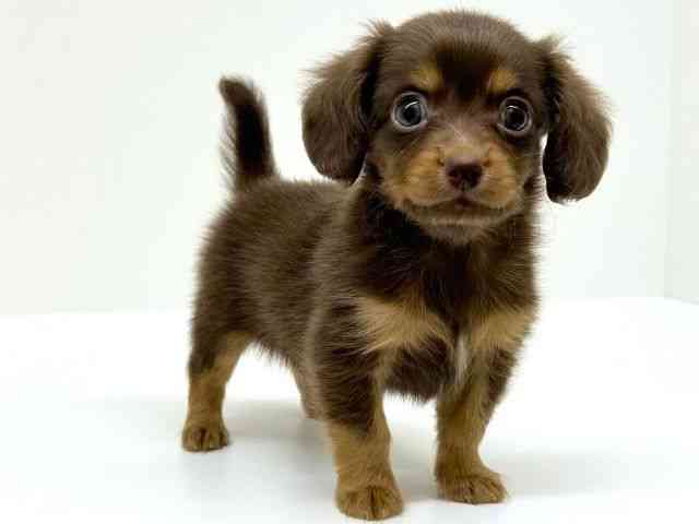 兵庫県のチワックス(チワワ×ダックス) (ひごペットフレンドリーブルメールHAT神戸店/2025年8月23日生まれ/男の子/チョコレートタン)の子犬の3枚目の画像