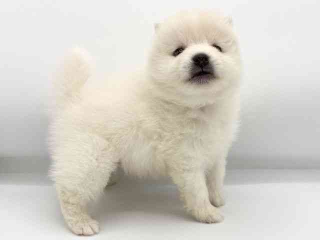 大阪府のポメ柴/豆ポメ/ポメ豆柴(ポメラニアン×柴犬) (ひごペットフレンドリーイズミヤショッピングセンター千里丘店/2025年8月23日生まれ/男の子/ホワイト)の子犬の3枚目の画像