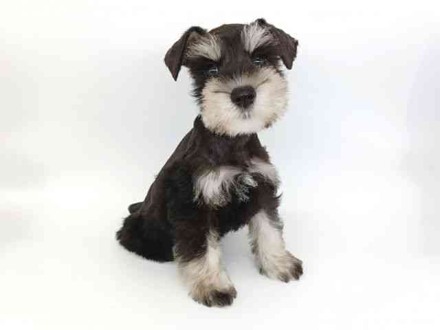 大阪府のミニチュアシュナウザー (ひごペットフレンドリー泉ヶ丘店/2025年8月22日生まれ/女の子/ブラックシルバー)の子犬の3枚目の画像