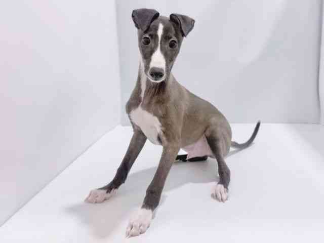 大阪府のイタリアングレーハウンド (ひごペットフレンドリーイズミヤショッピングセンター千里丘店/2025年8月21日生まれ/男の子/シールホワイト)の子犬の3枚目の画像