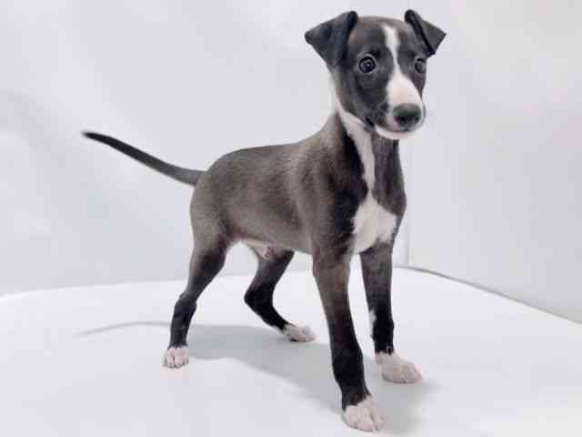 大阪府のイタリアングレーハウンド (ひごペットフレンドリーイズミヤショッピングセンター千里丘店/2025年8月21日生まれ/男の子/シールホワイト)の子犬の3枚目の画像