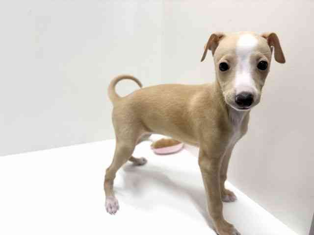 愛知県のイタリアングレーハウンド (ひごペットフレンドリーららぽーと名古屋みなとアクルス店/2025年8月21日生まれ/女の子/クリームホワイト)の子犬の3枚目の画像