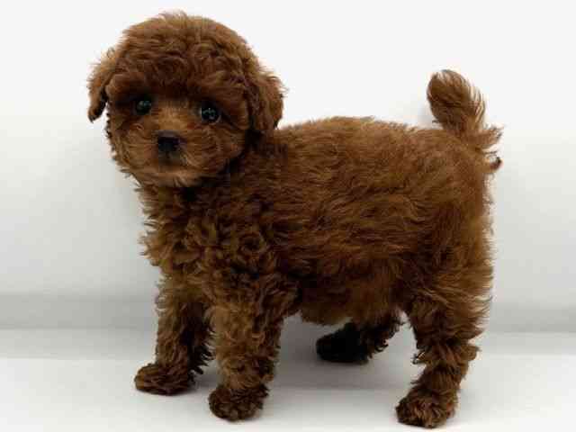 大阪府のトイプードル(トイ) (ひごペットフレンドリーららぽーとEXPOCITY店/2025年8月23日生まれ/女の子/レッド)の子犬の3枚目の画像