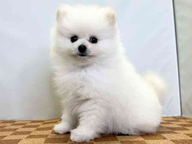 愛媛県のポメラニアン (ひごペットフレンドリーエミフルMASAKI店/2025年8月23日生まれ/女の子/クリーム)の子犬の3枚目の画像