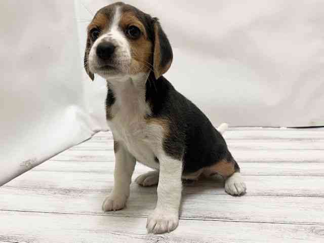 和歌山県のビーグル (ひごペットフレンドリーパームシティ和歌山店/2025年8月23日生まれ/女の子/ブラックホワイトタン)の子犬の3枚目の画像