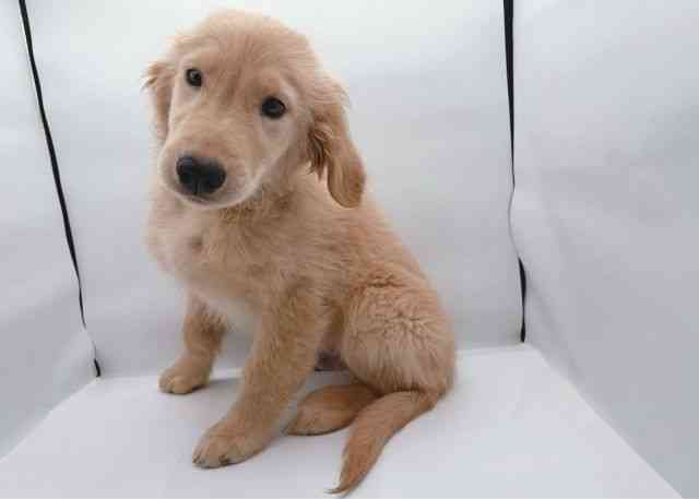 島根県のゴールデンレトリバー (ひごペットフレンドリーイオン松江ショッピングセンター店/2025年8月22日生まれ/男の子/ゴールデン)の子犬の3枚目の画像