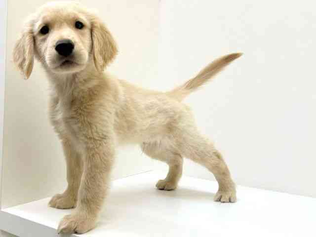 兵庫県のゴールデンレトリバー (ひごペットフレンドリーブルメールHAT神戸店/2025年8月22日生まれ/男の子/ゴールデン)の子犬の3枚目の画像