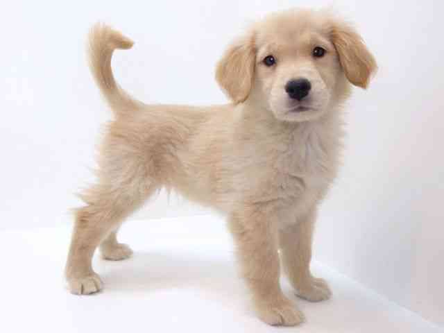 大阪府のゴールデンレトリバー (ひごペットフレンドリーいこらもーる泉佐野店/2025年8月22日生まれ/女の子/ゴールデン)の子犬の3枚目の画像