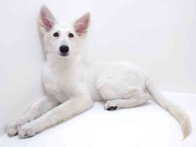 大阪府のホワイトスイスシェパード (ひごペットフレンドリーいこらもーる泉佐野店/2025年8月20日生まれ/男の子/ホワイト)の子犬の3枚目の画像