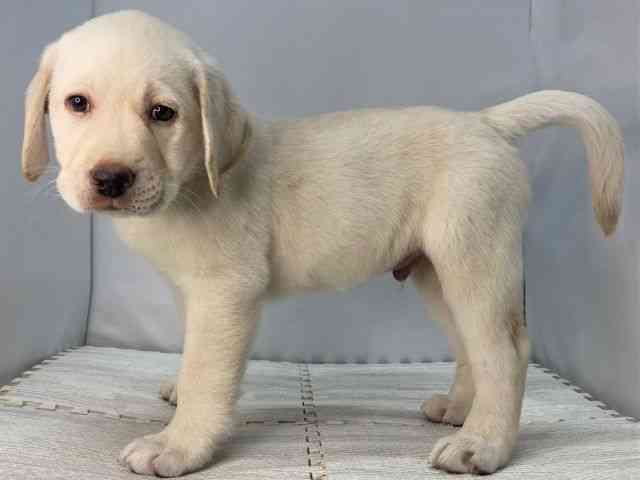 島根県のラブラドールレトリーバー (ひごペットフレンドリーイオンモール出雲店/2025年8月22日生まれ/男の子/イエロー)の子犬の3枚目の画像