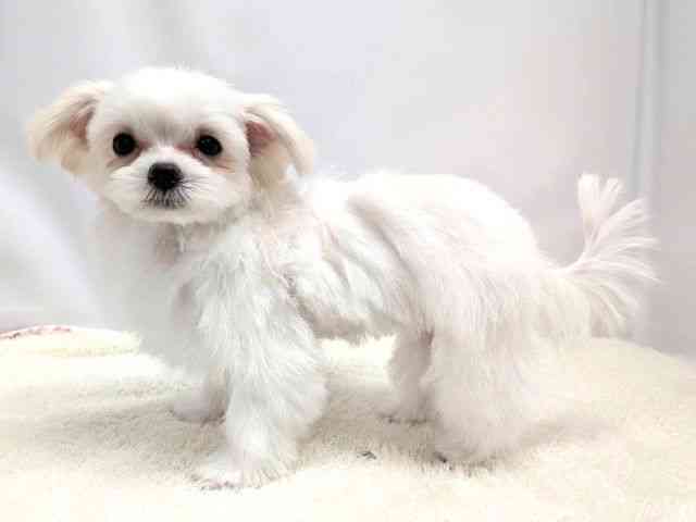 広島県のポメマル/マルポメ(ポメラニアン×マルチーズ) (ひごペットフレンドリーゆめタウン廿日市店/2025年8月23日生まれ/女の子/クリームホワイト)の子犬の3枚目の画像