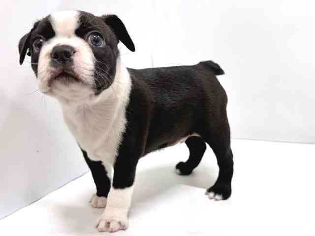 奈良県のボストンテリア (ひごペットフレンドリー奈良パワーシティ店/2025年8月23日生まれ/男の子/ボストンカラー)の子犬の3枚目の画像