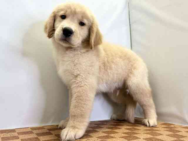 愛媛県のゴールデンレトリバー (ひごペットフレンドリーエミフルMASAKI店/2025年8月23日生まれ/男の子/ゴールデン)の子犬の3枚目の画像