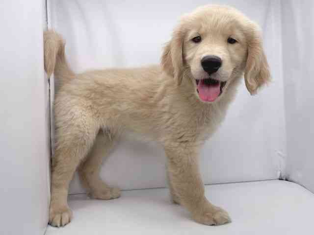 兵庫県のゴールデンレトリバー (ひごペットフレンドリーイオンタウン加古川店/2025年8月23日生まれ/男の子/ゴールデン)の子犬の3枚目の画像