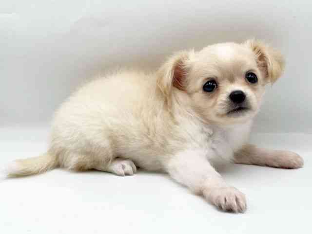 奈良県のチワワ(ロング) (ひごペットフレンドリートナリエ大和高田店/2025年8月23日生まれ/男の子/クリームホワイト)の子犬の3枚目の画像