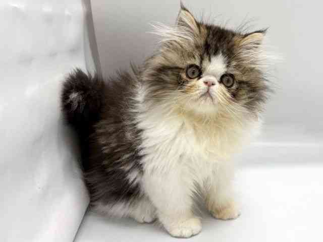 京都府のエキゾチック (ひごペットフレンドリー京都店/2025年8月21日生まれ/男の子/ブラウンタビーホワイト)の子猫の3枚目の画像