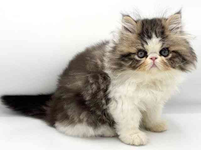 大阪府のエキゾチック (ひごペットフレンドリーららぽーとEXPOCITY店/2025年8月21日生まれ/男の子/ブラウンタビーホワイト)の子猫の3枚目の画像