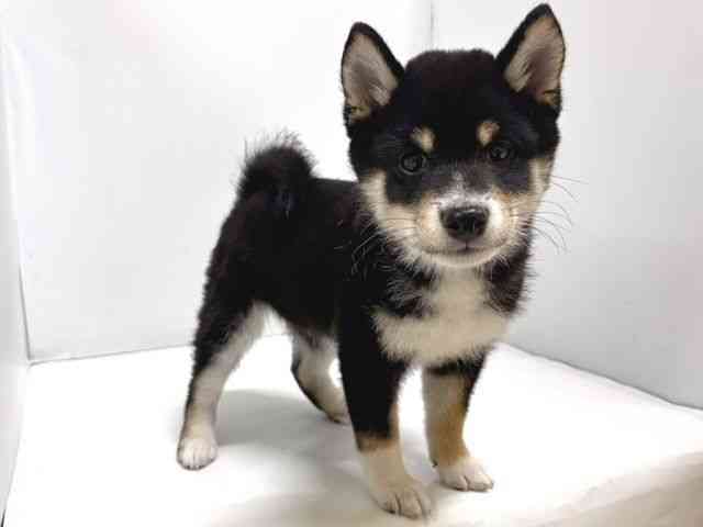 奈良県の柴犬(標準サイズ) (ひごペットフレンドリー奈良パワーシティ店/2025年8月23日生まれ/男の子/黒)の子犬の3枚目の画像