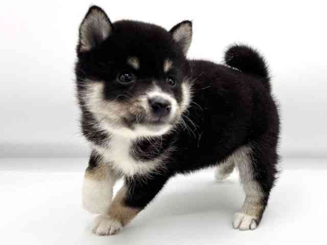 大阪府の柴犬(標準サイズ) (ひごペットフレンドリーららぽーとEXPOCITY店/2025年8月23日生まれ/男の子/黒)の子犬の3枚目の画像