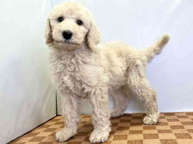 愛媛県のスタンダードプードル (ひごペットフレンドリーエミフルMASAKI店/2025年8月23日生まれ/男の子/クリーム)の子犬の3枚目の画像