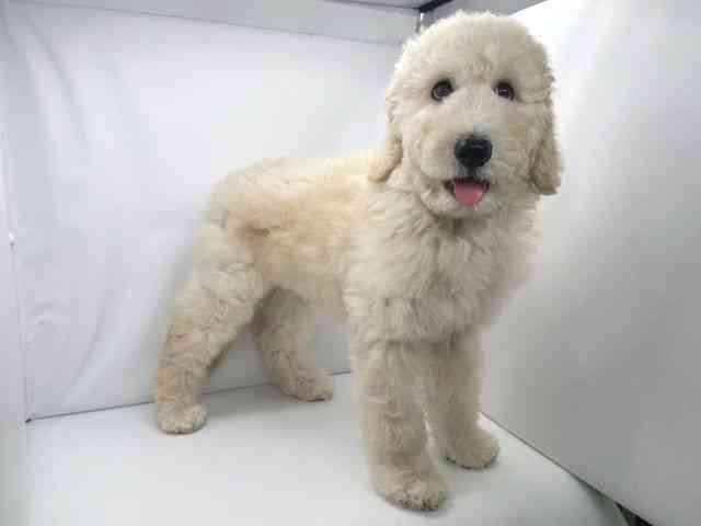 兵庫県のスタンダードプードル (ひごペットフレンドリーイオンタウン加古川店/2025年8月23日生まれ/男の子/クリーム)の子犬の3枚目の画像