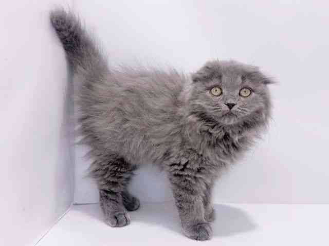 大阪府のスコティッシュフォールド (ひごペットフレンドリーイズミヤショッピングセンター千里丘店/2025年8月23日生まれ/女の子/ブルー)の子猫の3枚目の画像