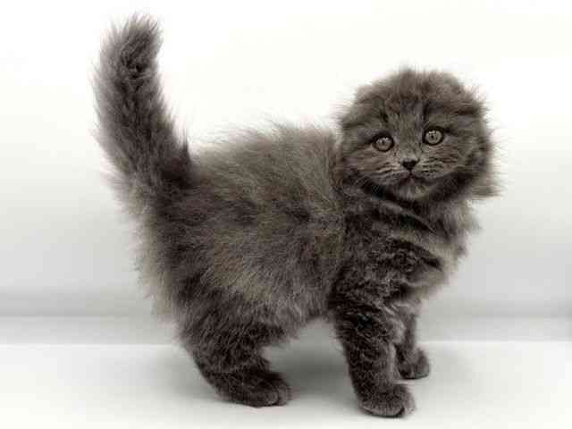 大阪府のスコティッシュフォールド (ひごペットフレンドリーららぽーとEXPOCITY店/2025年8月23日生まれ/女の子/ブルー)の子猫の3枚目の画像