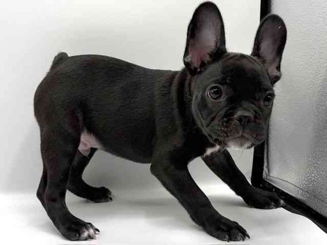愛知県のフレンチブルドッグ (ひごペットフレンドリープライムツリー赤池店/2025年8月16日生まれ/男の子/ブラック)の子犬の3枚目の画像