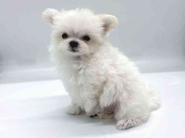 京都府のチワマル/マルチワ(チワワ×マルチーズ) (ひごペットフレンドリー京都店/2025年8月22日生まれ/男の子/ホワイト)の子犬の3枚目の画像