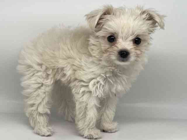 徳島県のチワマル/マルチワ(チワワ×マルチーズ) (ひごペットフレンドリーゆめタウン徳島店/2025年8月23日生まれ/女の子/クリーム)の子犬の3枚目の画像