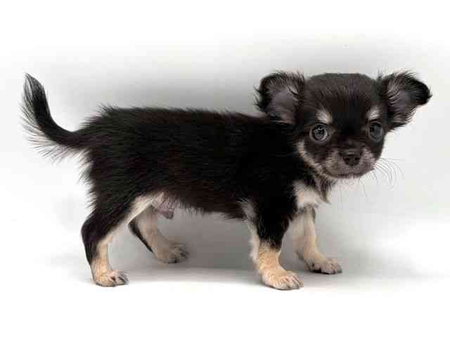 奈良県のチワワ(ロング) (ひごペットフレンドリー田原本店/2025年8月23日生まれ/男の子/ブラッククリーム)の子犬の3枚目の画像