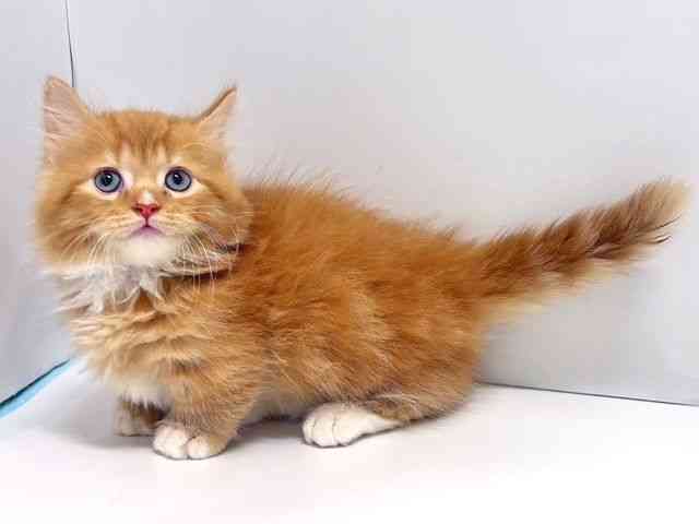 奈良県のミヌエット (ひごペットフレンドリー奈良パワーシティ店/2025年8月22日生まれ/男の子/レッドタビーホワイト)の子猫の3枚目の画像