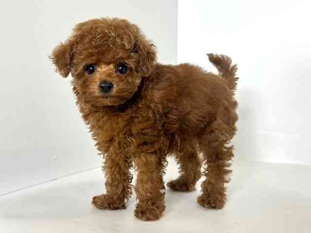 大阪府のトイプードル(トイ) (ひごペットフレンドリーアクロスプラザ住之江店/2025年8月23日生まれ/女の子/レッド)の子犬の3枚目の画像