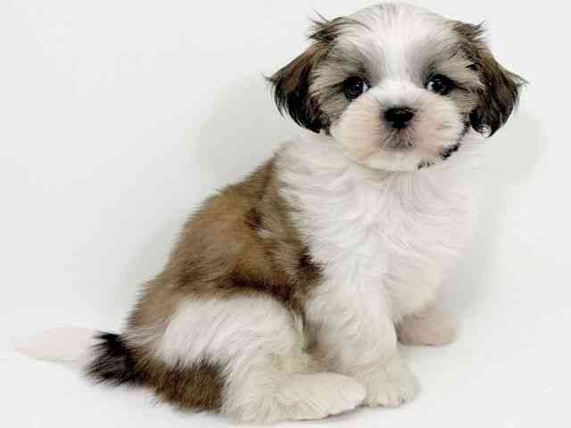 京都府のマルズー/マルシーズ(マルチーズ×シーズー) (ひごペットフレンドリーイズミヤショッピングセンター八幡店/2025年8月24日生まれ/女の子/ホワイトレッド)の子犬の3枚目の画像