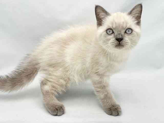 大阪府のブリティッシュショートヘアー (ひごペットフレンドリーイトーヨーカドー津久野店/2025年8月18日生まれ/男の子/ブルーポイント)の子猫の3枚目の画像