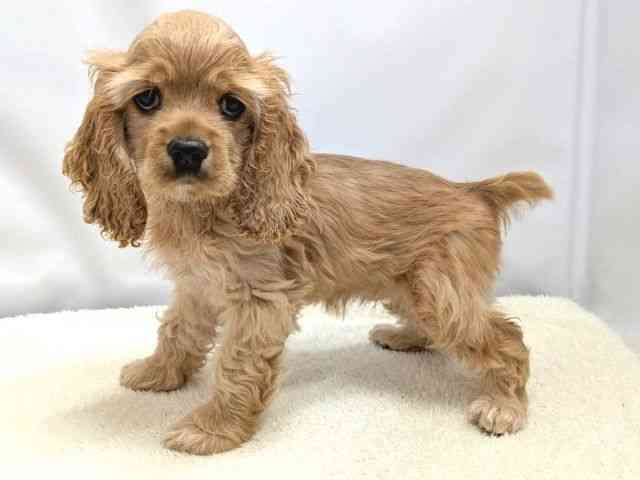 広島県のアメリカンコッカースパニエル (ひごペットフレンドリーゆめタウン廿日市店/2025年8月19日生まれ/女の子/バフ)の子犬の3枚目の画像