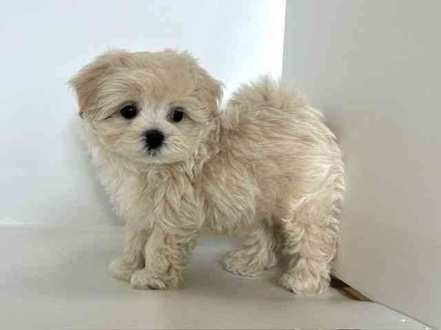 大阪府のマルプー(マルチーズ×プードル) (ひごペットフレンドリーアクロスプラザ住之江店/2025年8月23日生まれ/男の子/ホワイト)の子犬の3枚目の画像