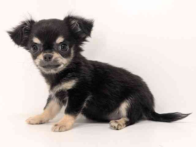 福岡県のチワワ(ロング) (ひごペットフレンドリーリバーウォーク北九州店/2025年8月23日生まれ/男の子/ブラッククリーム)の子犬の3枚目の画像