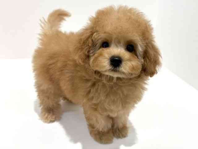 大阪府のトイプードル(トイ) (ひごペットフレンドリーイオン高槻店/2025年8月22日生まれ/女の子/レッド)の子犬の3枚目の画像