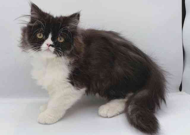 島根県のペルシャ (ひごペットフレンドリーイオン松江ショッピングセンター店/2025年8月20日生まれ/女の子/ブラックホワイト)の子猫の3枚目の画像