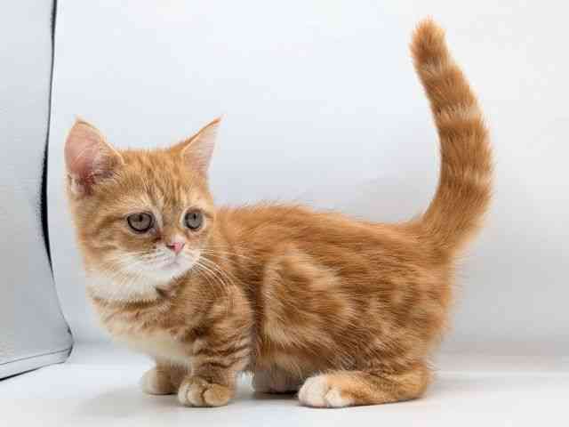 香川県のミヌエット (ひごペットフレンドリーゆめタウン高松店/2025年8月9日生まれ/男の子/レッドタビー)の子猫の3枚目の画像